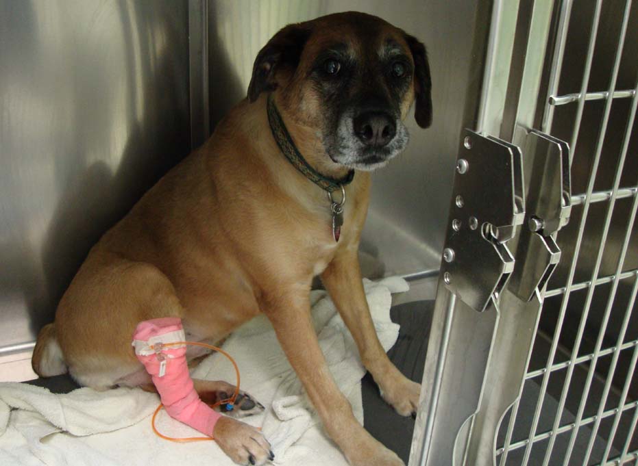Image showcasing A story of chemotherapy in an older dog with cancer